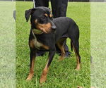 Small #4 Labrador Retriever Mix