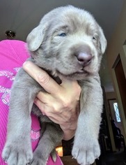 Labrador Retriever Puppy for sale in PORT ANGELES, WA, USA