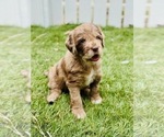 Small Photo #8 Labradoodle Puppy For Sale in ELIZABETH CITY, NC, USA