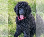 Small Photo #9 Poodle (Standard) Puppy For Sale in WEBSTER, MN, USA