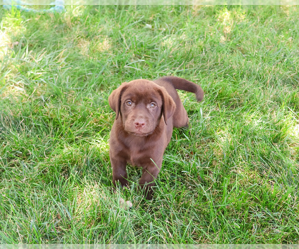 Medium Photo #3 Labrador Retriever Puppy For Sale in SYRACUSE, IN, USA