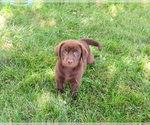 Small #2 Labrador Retriever
