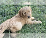 Small Photo #6 Goldendoodle Puppy For Sale in IONIA, KS, USA
