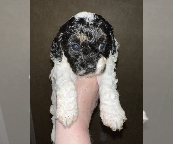 Medium Photo #1 Cockapoo Puppy For Sale in BISHOPVILLE, SC, USA