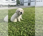 Small #17 Labrador Retriever
