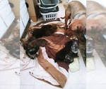 Small Photo #3 Labrador Retriever-Red Heeler Mix Puppy For Sale in CEDAR CITY, UT, USA