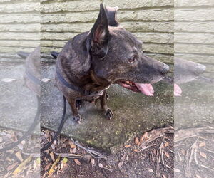 Holland Shepherd-Unknown Mix Dogs for adoption in Miami, FL, USA