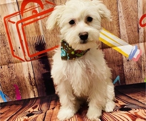 Maltipoo Puppy for sale in ACWORTH, GA, USA