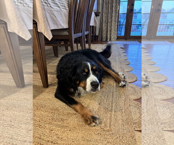 Medium Photo #2 Bernese Mountain Dog Puppy For Sale in Landenberg, PA, USA