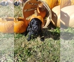 Small Photo #9 Labradoodle Puppy For Sale in JACKSON, MN, USA