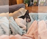 Small #8 Chihuahua Mix