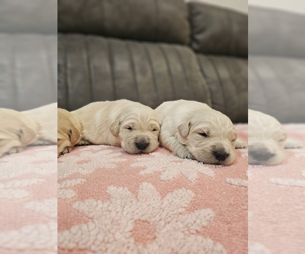 Medium Photo #3 Golden Retriever Puppy For Sale in ELVERTA, CA, USA