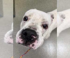American Pit Bull Terrier-Unknown Mix Dogs for adoption in Las Vegas, NV, USA