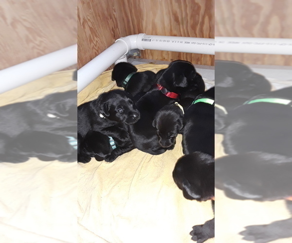 Medium Photo #5 Labrador Retriever Puppy For Sale in HUDSON, WI, USA