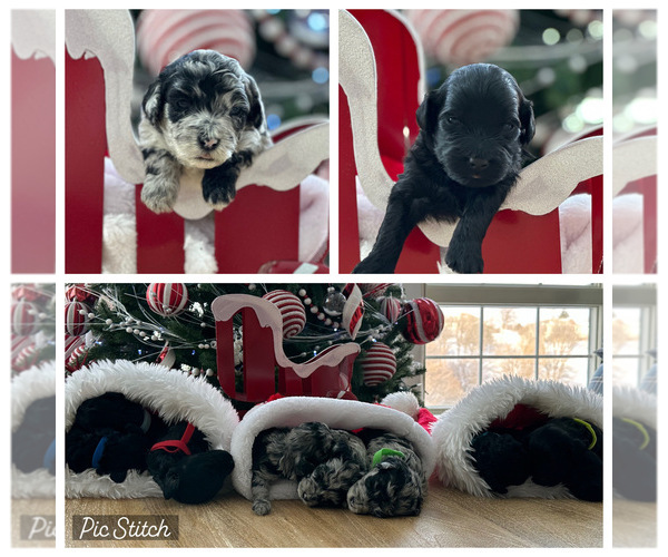 Medium Photo #1 Bernedoodle (Miniature) Puppy For Sale in COUNCIL BLUFFS, IA, USA