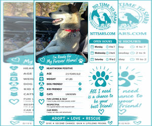 Zeus - Male Gerberian Shepsky Dog for Adoption - Photo #6