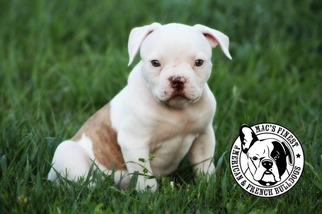 American Bulldog Puppy for sale in VERNAL, UT, USA