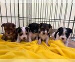 Small #1 Morkie