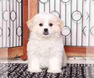 Zuchon Puppy for sale in NAPLES, FL, USA