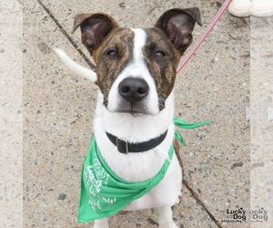 Mutt Dogs for adoption in Washington, DC, USA