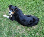 Small #1 Australian Shepherd