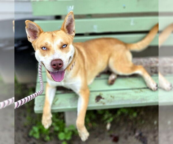 Medium Photo #2 Gerberian Shepsky Puppy For Sale in Long Beach, CA, USA