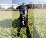 Small #1 Labrador Retriever Mix