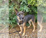 Small Photo #5 German Shepherd Dog-Mastiff Mix Puppy For Sale in Temecula, CA, USA