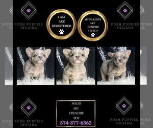 French Bulldog Puppy for sale in WARSAW, IN, USA