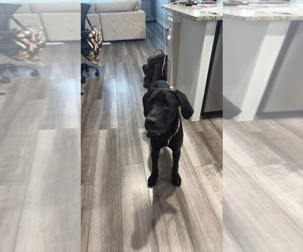 Medium Photo #4 Great Dane Puppy For Sale in Bullard, TX, USA