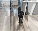 Small #3 Great Dane