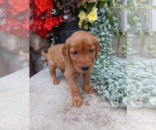 Medium Photo #4 Golden Retriever Puppy For Sale in GREENWOOD, WI, USA