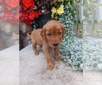 Small #3 Golden Retriever