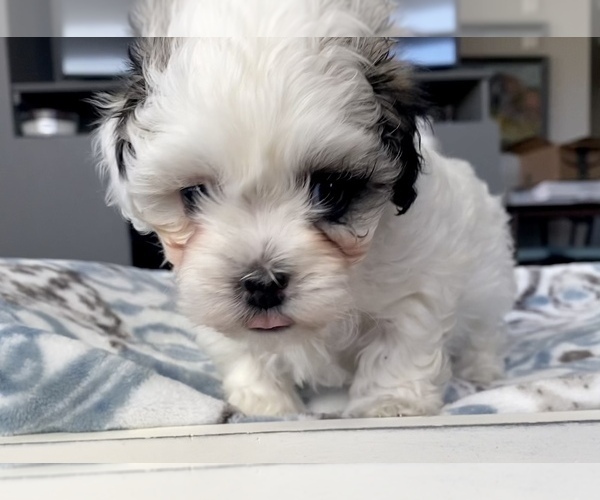 Medium Photo #1 Zuchon Puppy For Sale in GALENA, NV, USA