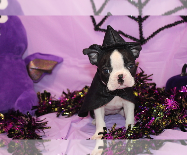 Medium Photo #3 Boston Terrier Puppy For Sale in BROOKSVILLE, FL, USA