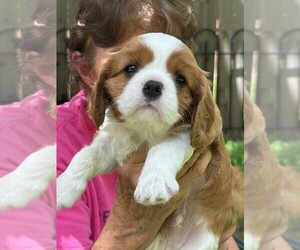Cavalier King Charles Spaniel Puppy for sale in SAN LEANNA, TX, USA