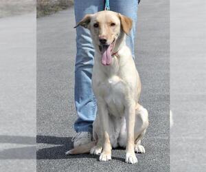 Labsky Dogs for adoption in Canfield, OH, USA