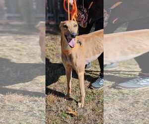 Greyhound Dogs for adoption in Cherry Hill, NJ, USA