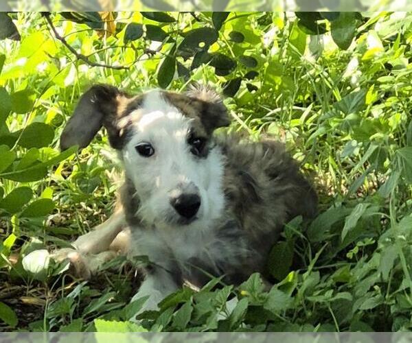 Medium Photo #1 Mutt Puppy For Sale in San Antonio, TX, USA