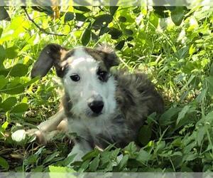 Mutt Dogs for adoption in San Antonio, TX, USA