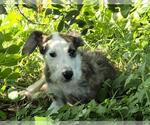 Small Mutt