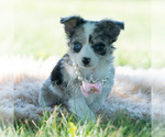 Small Photo #61 Chihuahua Puppy For Sale in WARSAW, IN, USA
