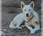 Small Siberian Husky