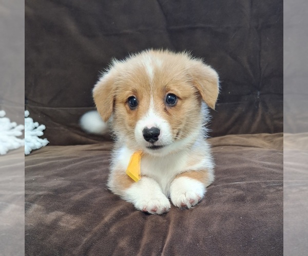 Medium Photo #51 Pembroke Welsh Corgi Puppy For Sale in ARROYO GRANDE, CA, USA