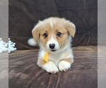 Small Photo #51 Pembroke Welsh Corgi Puppy For Sale in ARROYO GRANDE, CA, USA