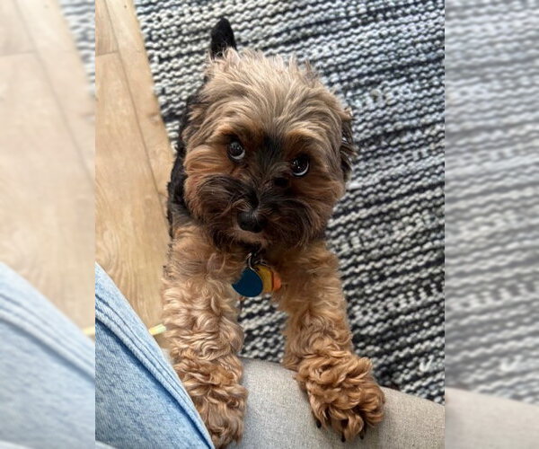 Medium Photo #3 Mutt Puppy For Sale in Bellevue, WA, USA