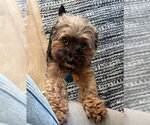 Small #2 Mutt