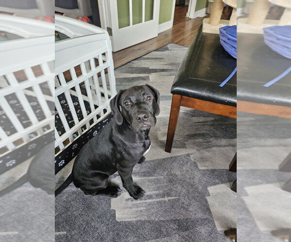 Medium Photo #1 Lab-Pointer Puppy For Sale in Springdale, PA, USA
