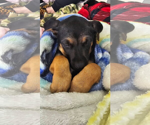 Medium Photo #2 Mutt Puppy For Sale in Fort Collins, CO, USA