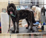 Small Photo #1 Goldendoodle Puppy For Sale in DULUTH, MN, USA